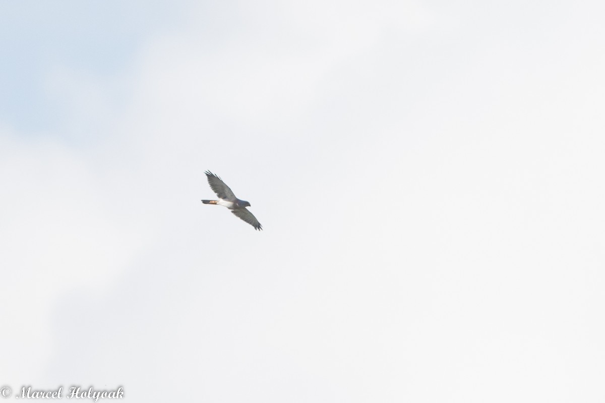 Variable Goshawk - Marcel Holyoak