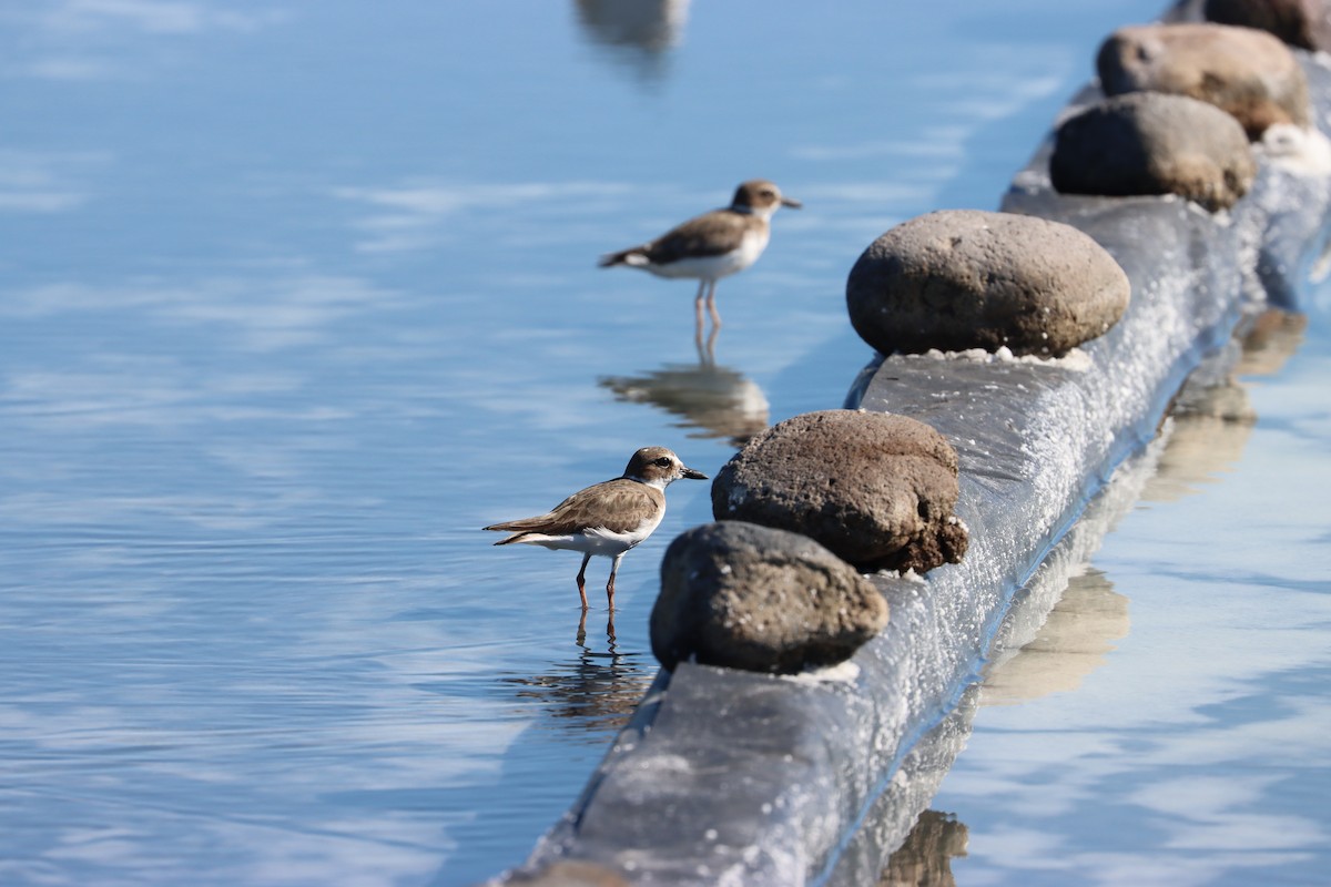 Wilson's Plover - John van Dort