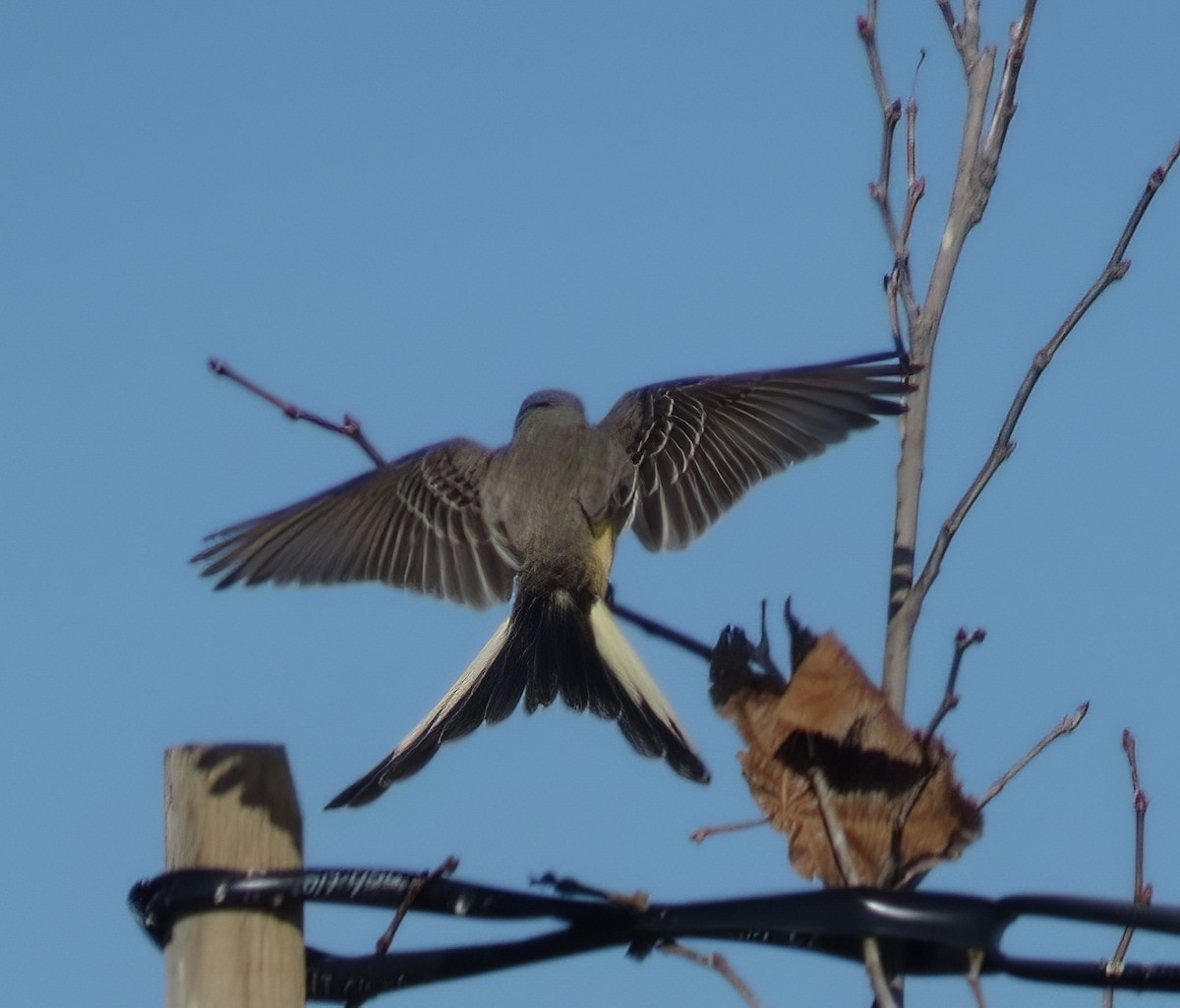 Scissor-tailed Flycatcher - ML525242861