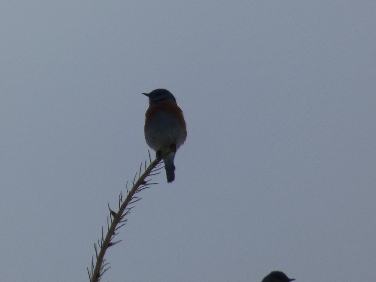 Western Bluebird - ML525242901