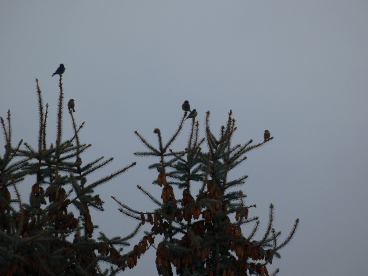 Western Bluebird - ML525242911