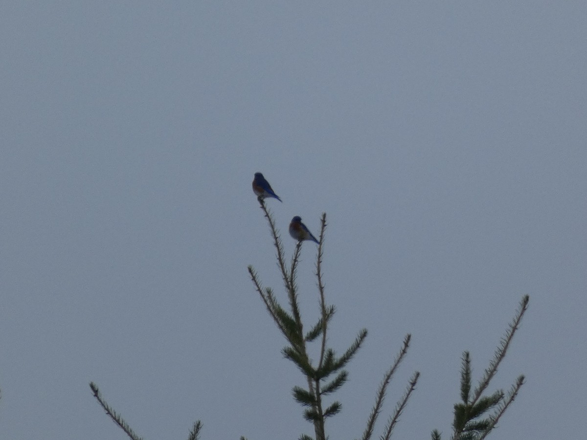Western Bluebird - ML525243531