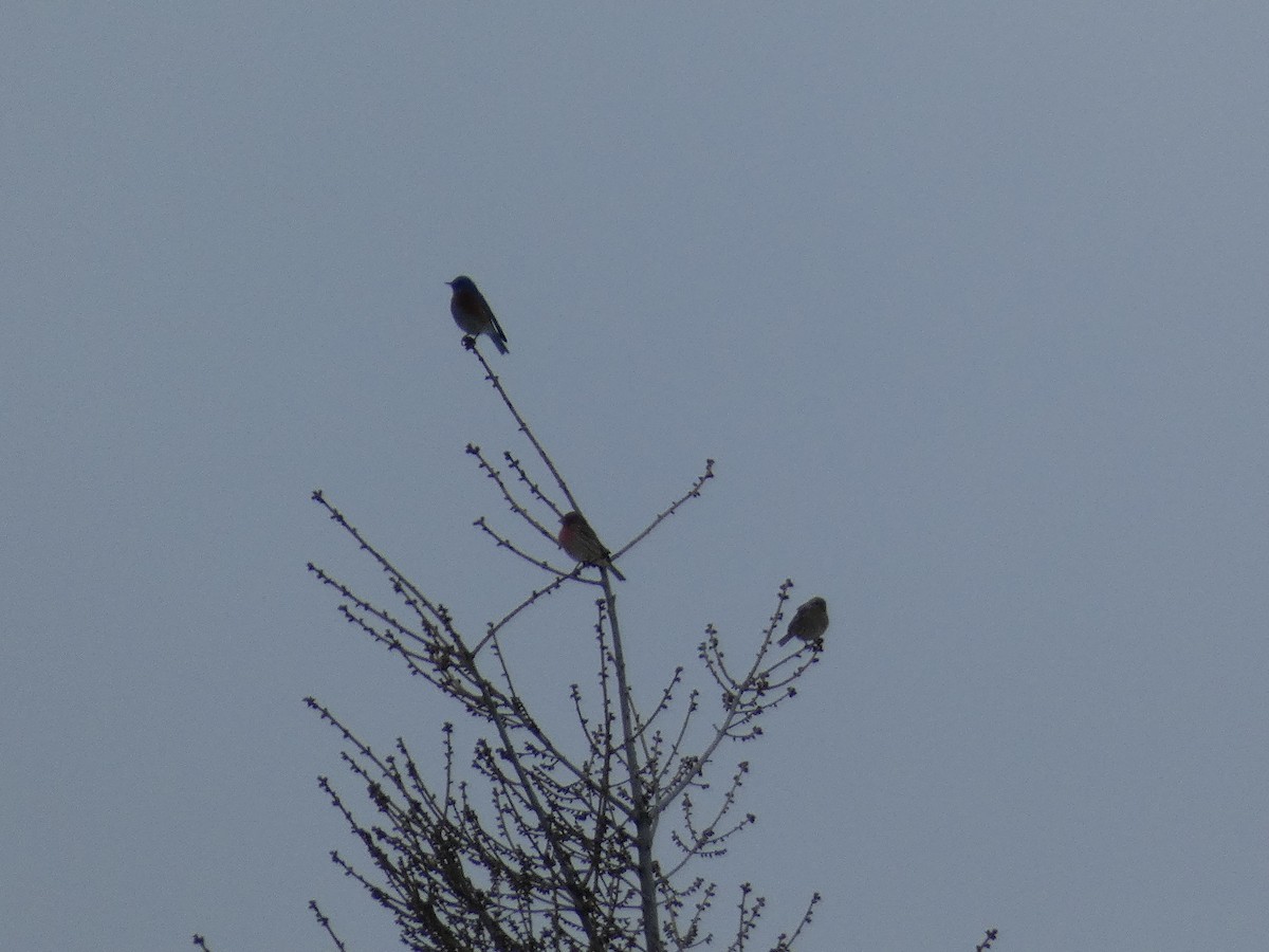Western Bluebird - ML525243541