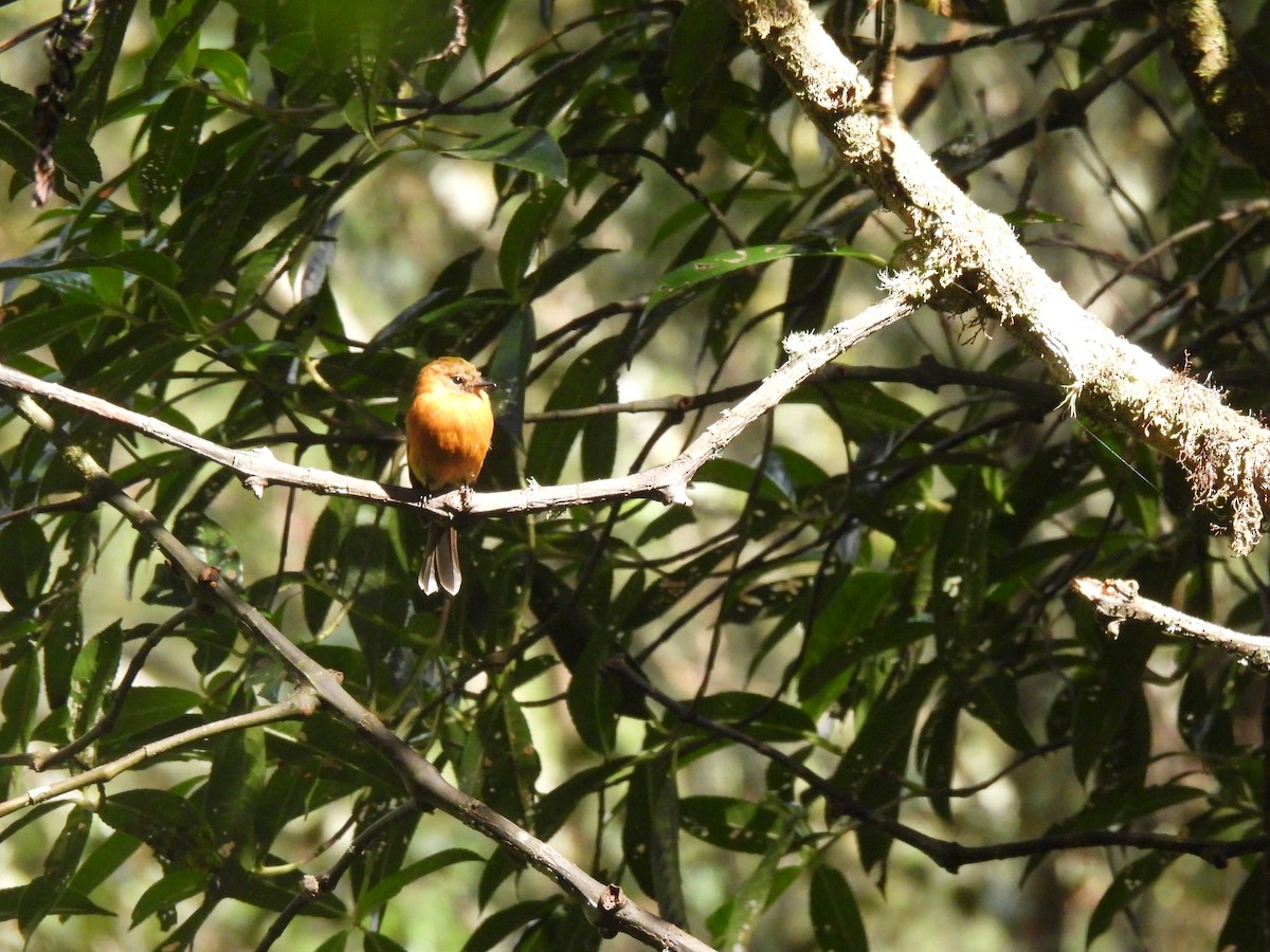 Birro Chico - ML525243751