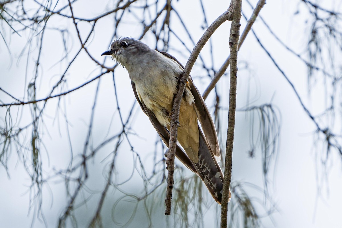 Brush Cuckoo - ML525243781