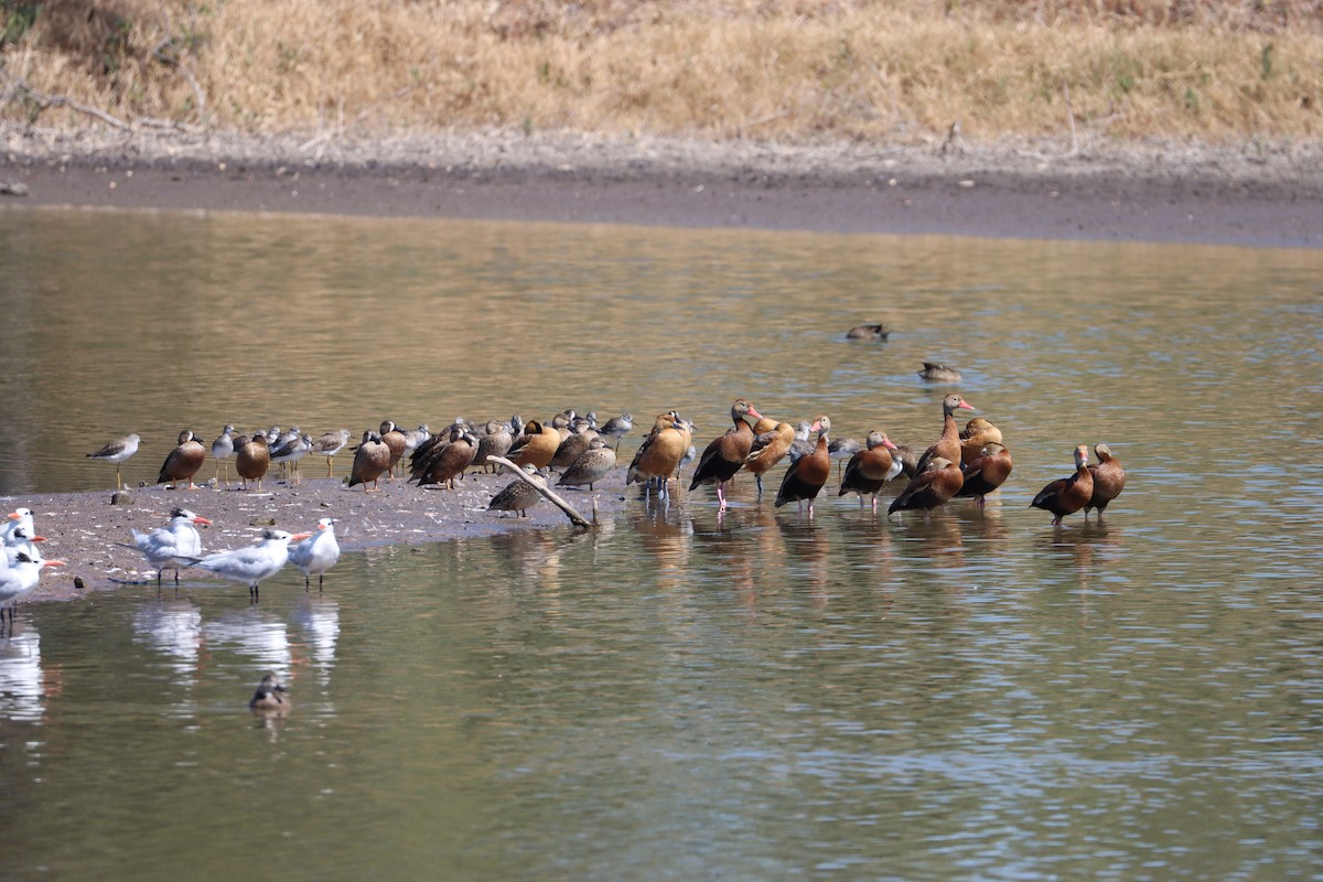 Fulvous Whistling-Duck - ML525243891
