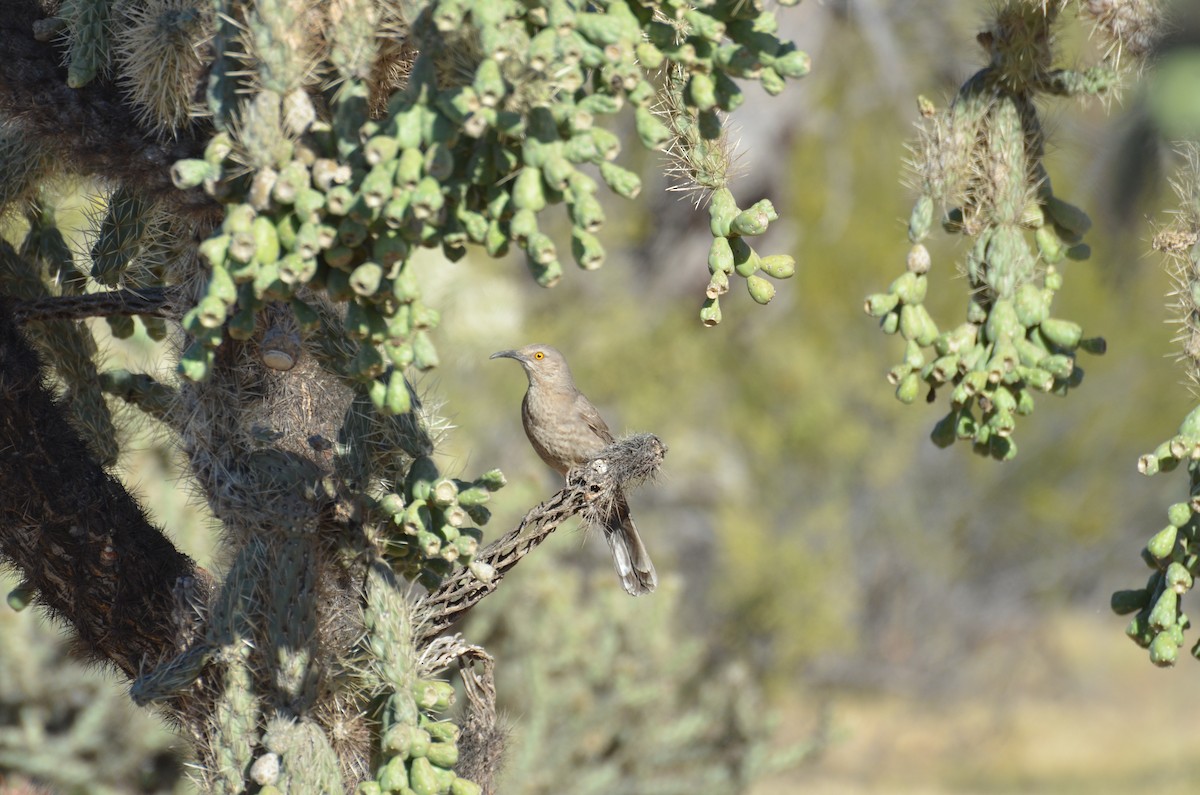 Curve-billed Thrasher - ML52524431