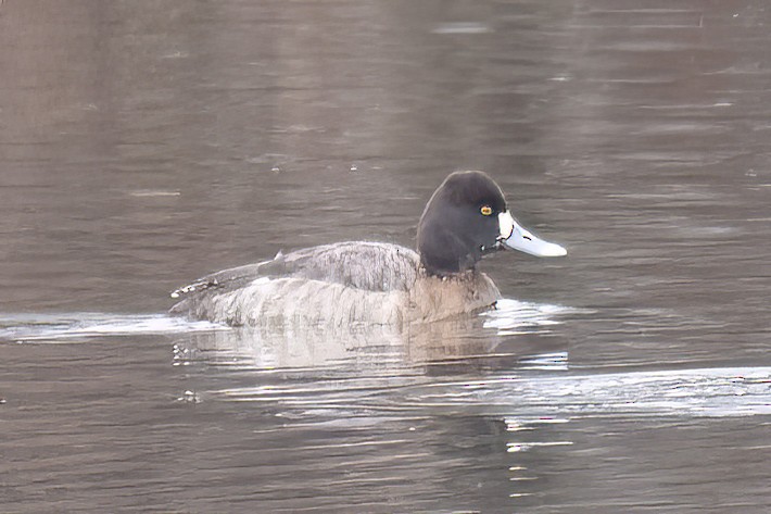 Lesser Scaup - ML525244461