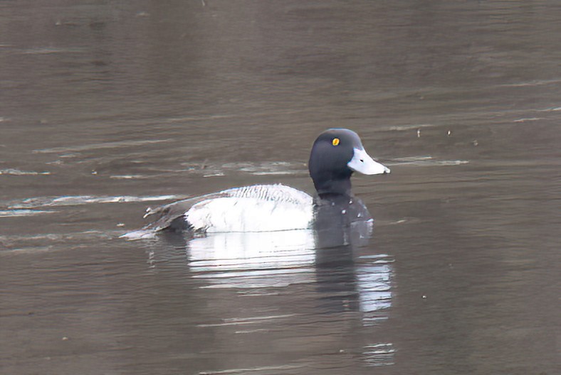 Greater Scaup - ML525244471