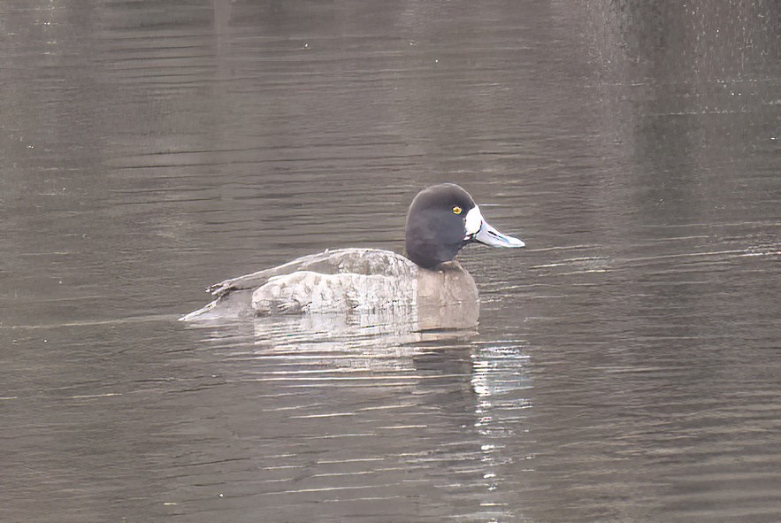 Greater Scaup - ML525244481