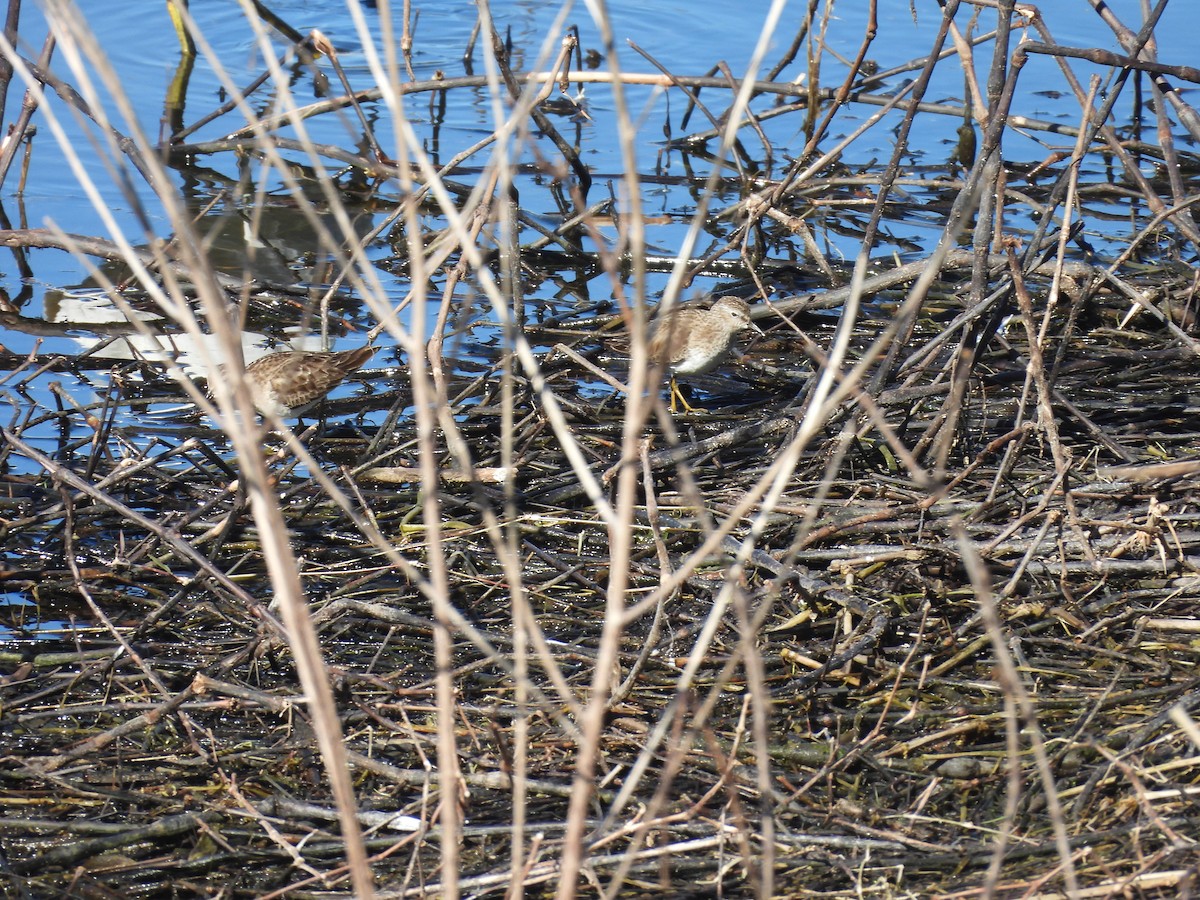 Least Sandpiper - ML525245061