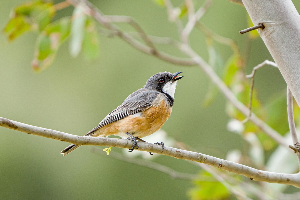 Rufous Whistler - Annika Dahlberg