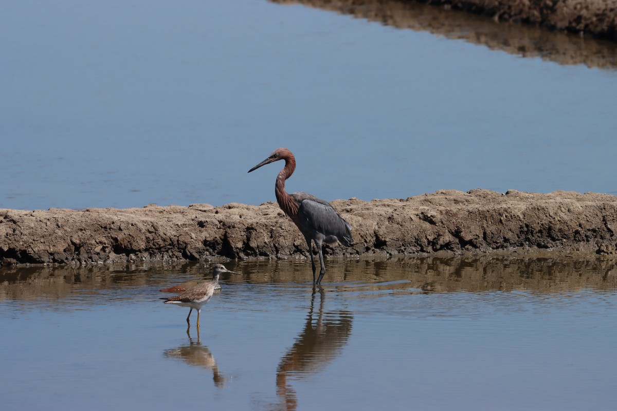 Reddish Egret - ML525245151