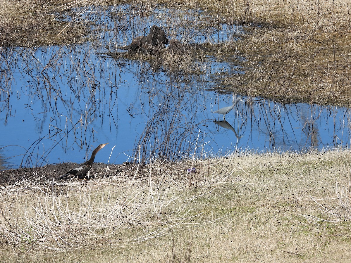 Little Blue Heron - ML525245301