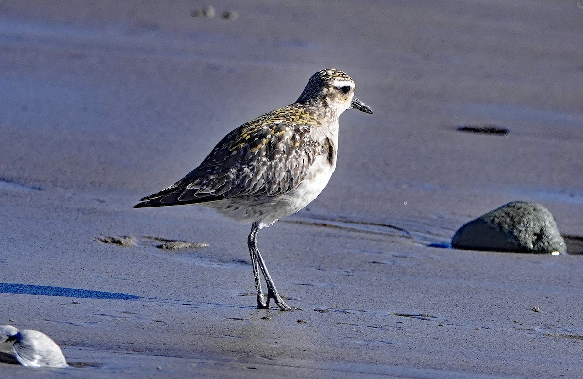 Азийн сүвээ цагаан - ML525245451