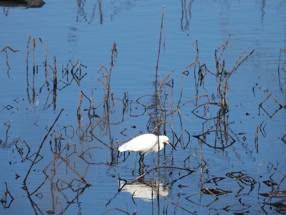 Snowy Egret - ML525245621