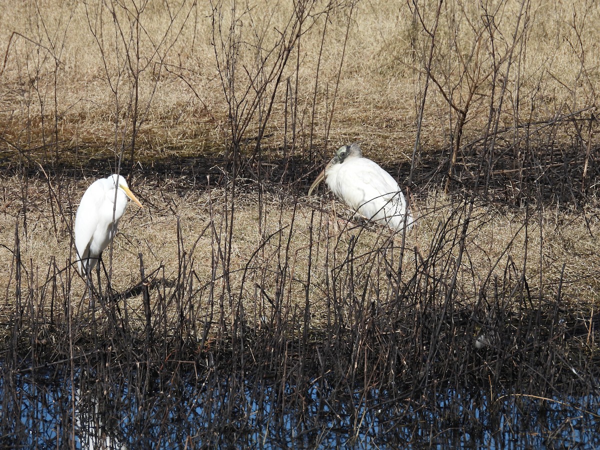 Wood Stork - ML525245801