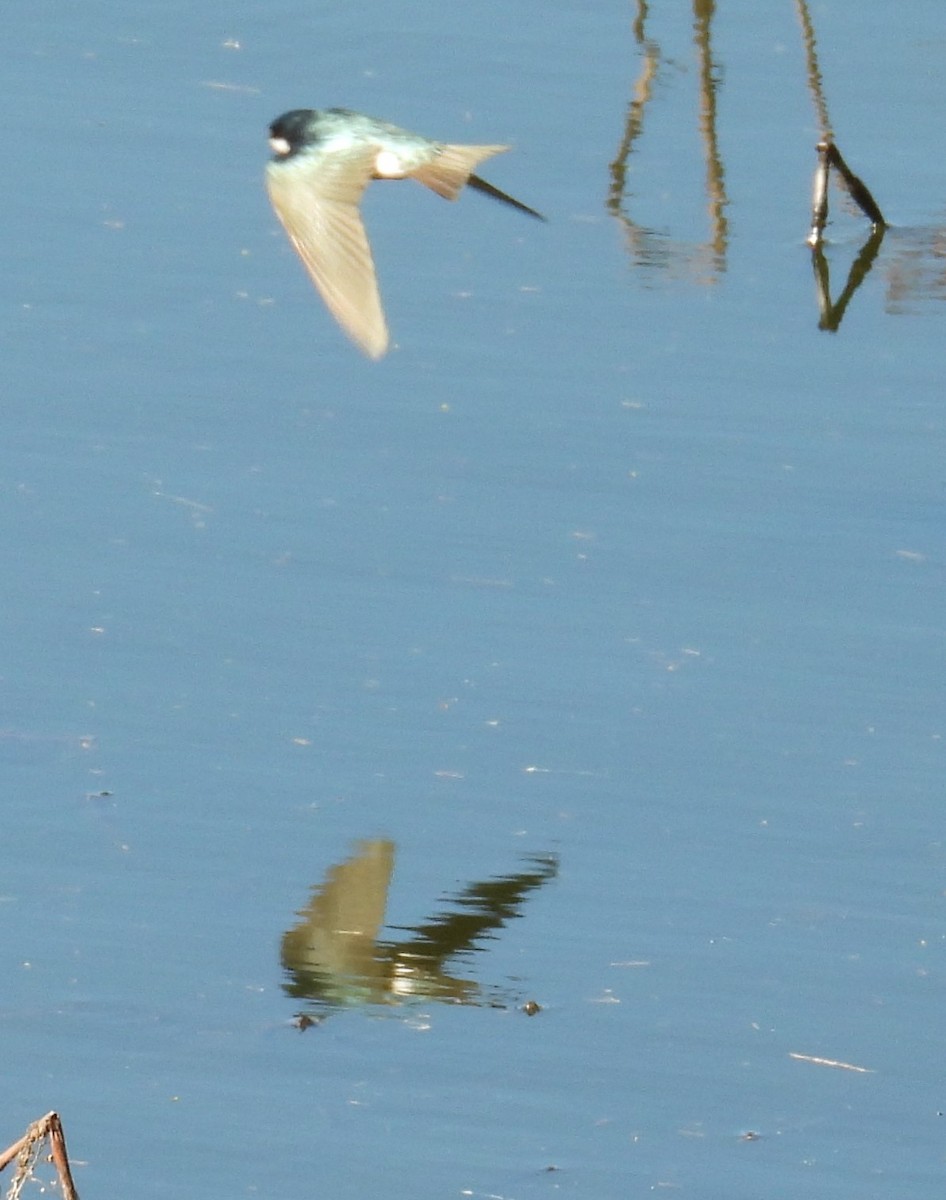 Tree Swallow - John  Paalvast