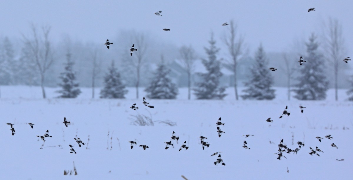 Snow Bunting - ML52524621