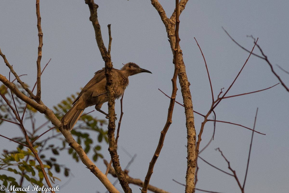 Tanimbar Friarbird - ML525246281