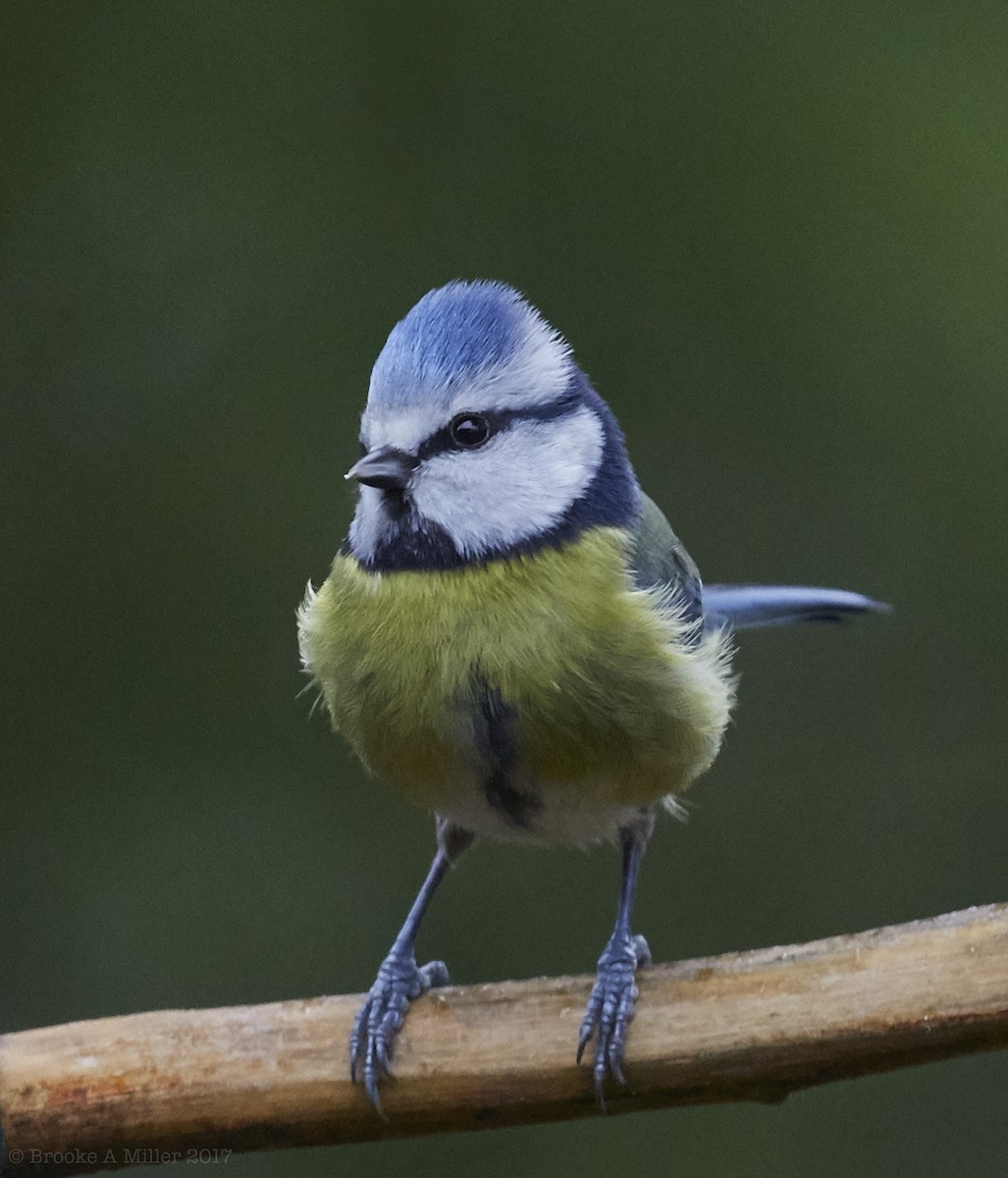 Eurasian Blue Tit - ML52524651