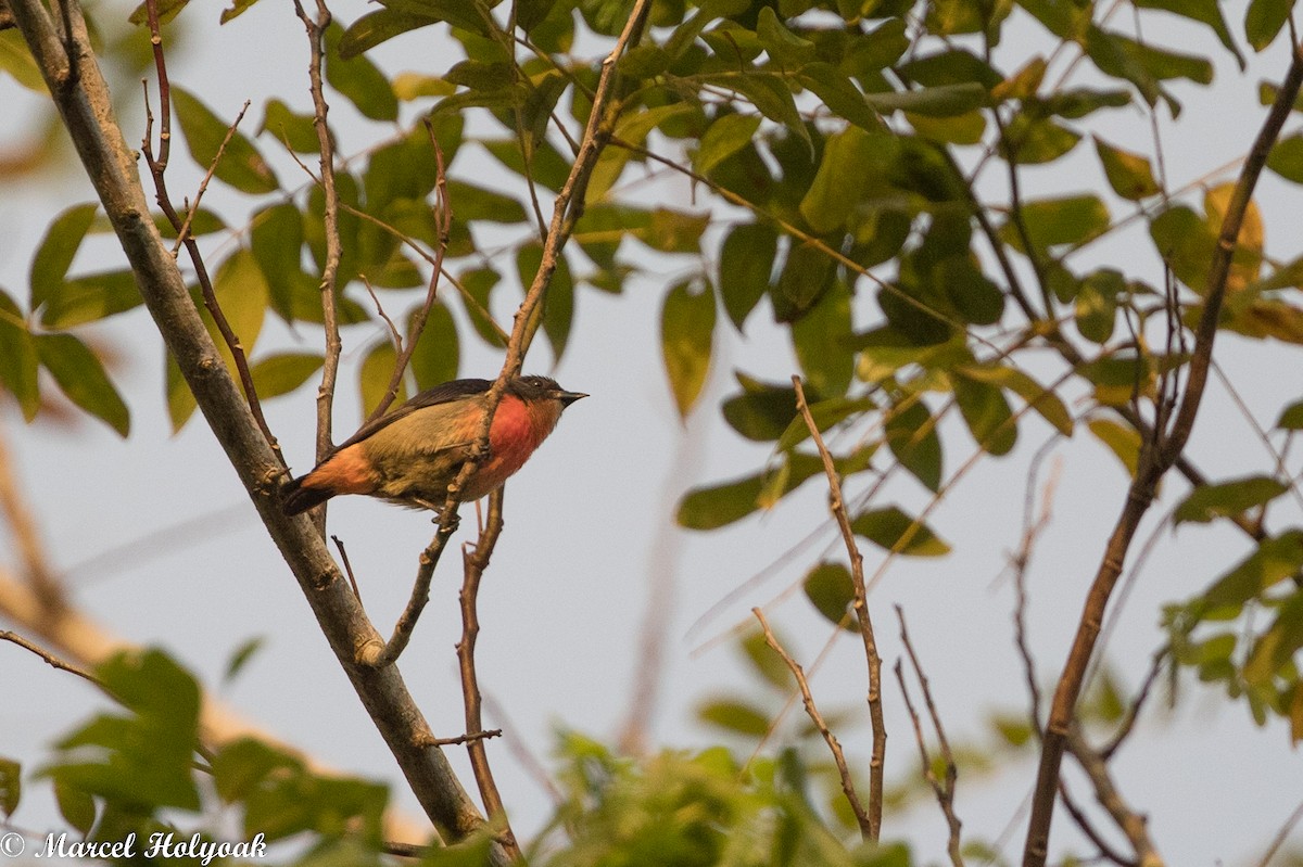 Pink-breasted Flowerpecker - Marcel Holyoak