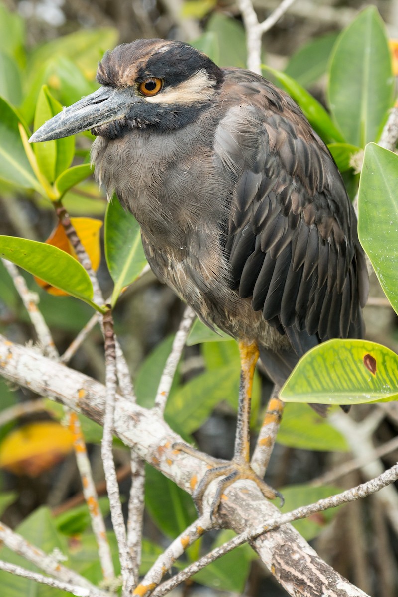 Yellow-crowned Night Heron - ML52524731