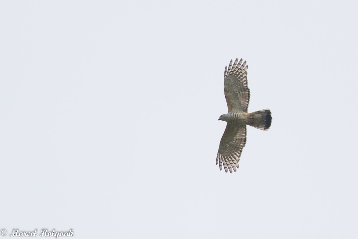 Pacific Baza - Marcel Holyoak