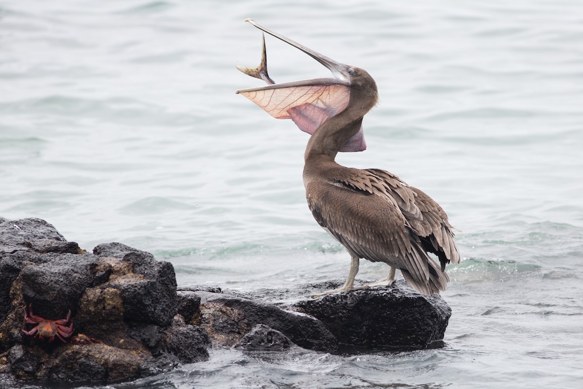 pelikán hnědý - ML52524751
