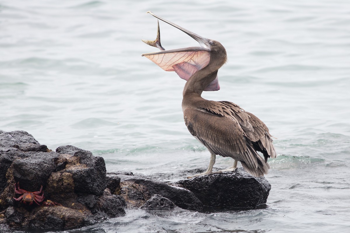Brown Pelican - Darren Clark
