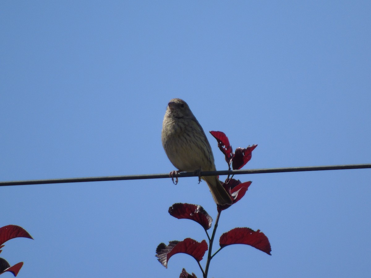 Saffron Finch - ML525248371