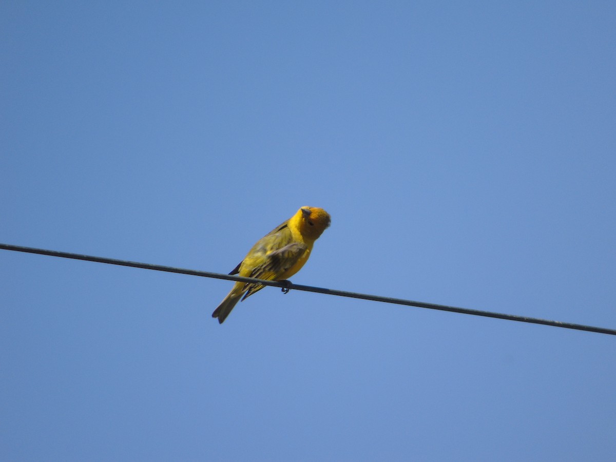 Saffron Finch - Romina Tapia Monsalve