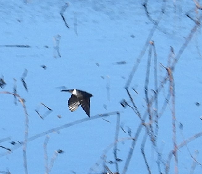 Tree Swallow - John  Paalvast