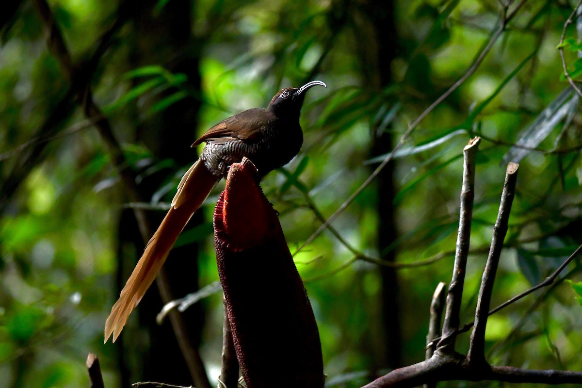 Black Sicklebill - Mike Sylvia