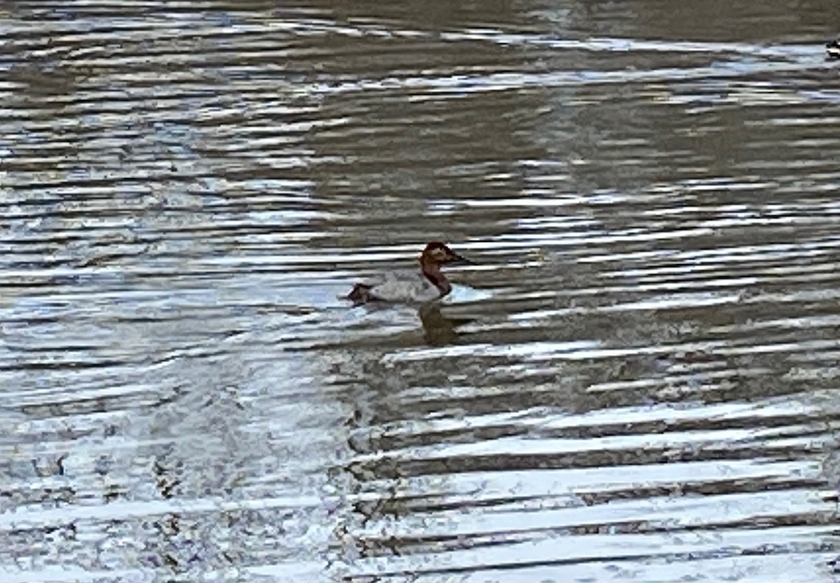 polák dlouhozobý - ML525249191