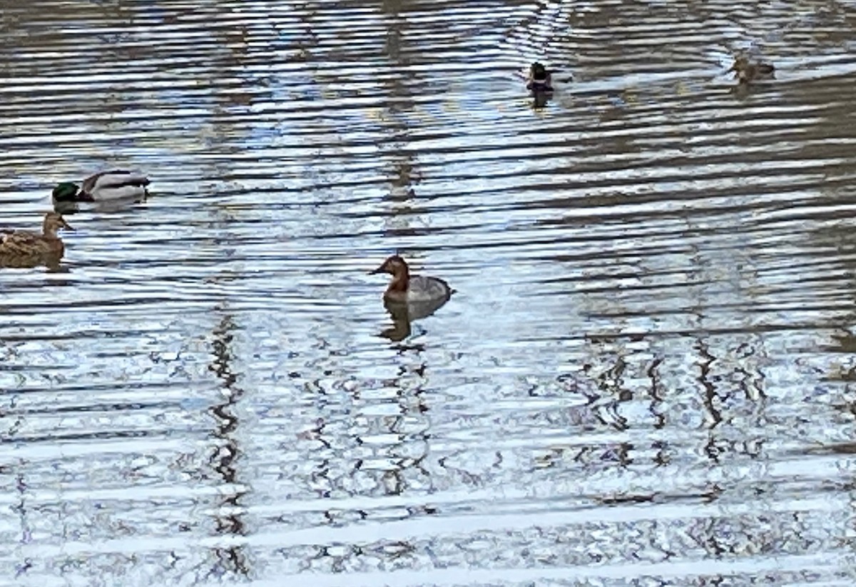 polák dlouhozobý - ML525249201