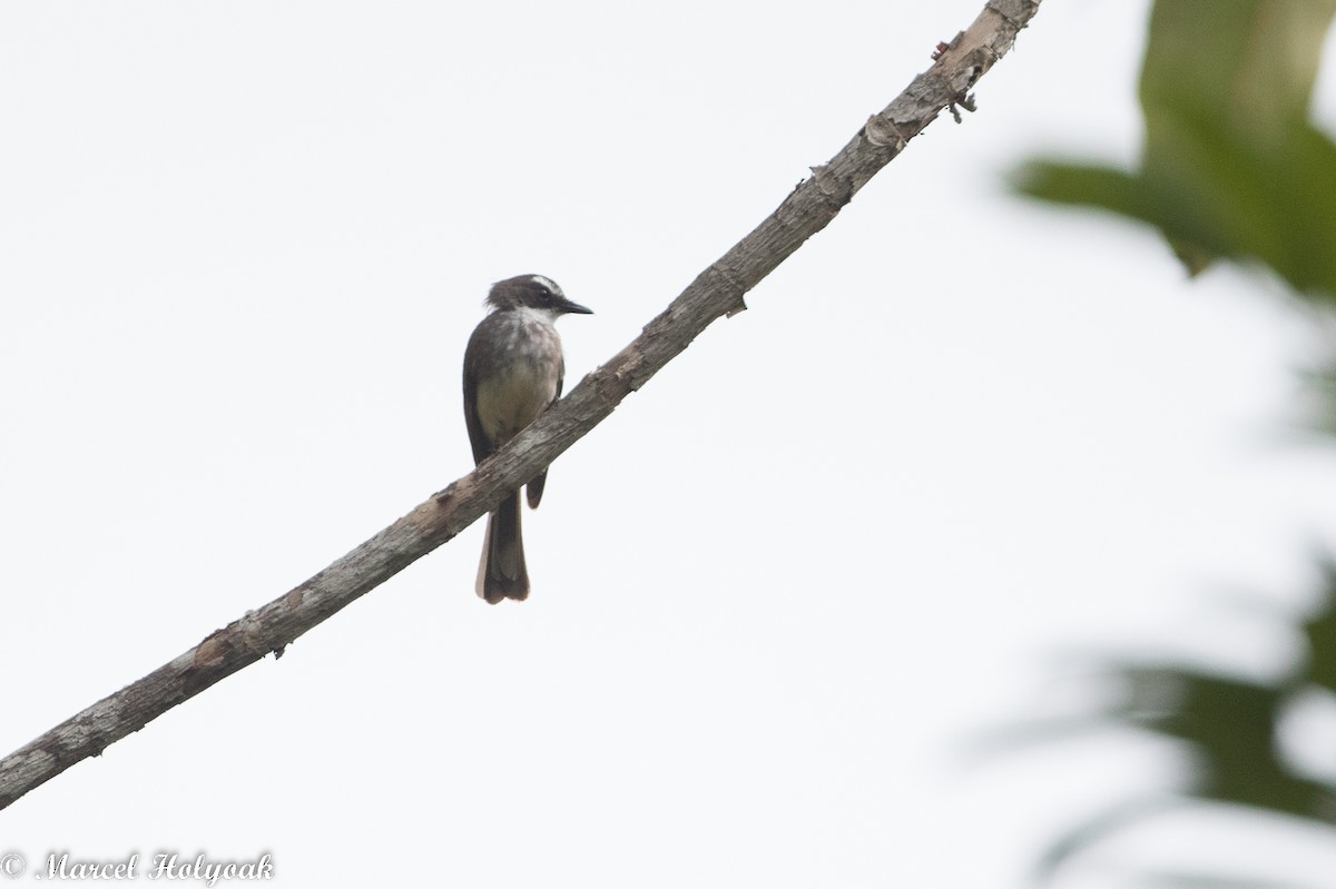 Northern Fantail - Marcel Holyoak