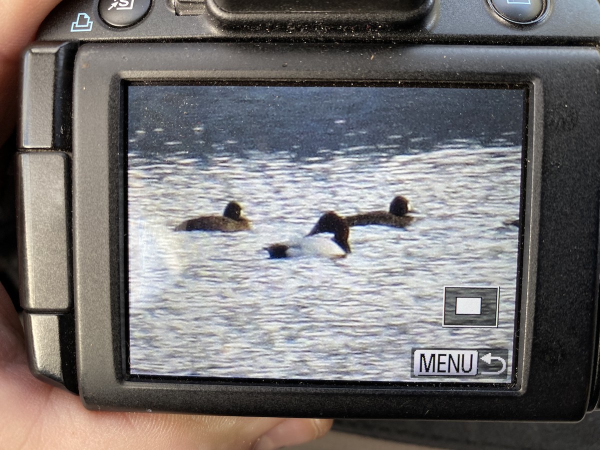 Canvasback - Richard Korpi