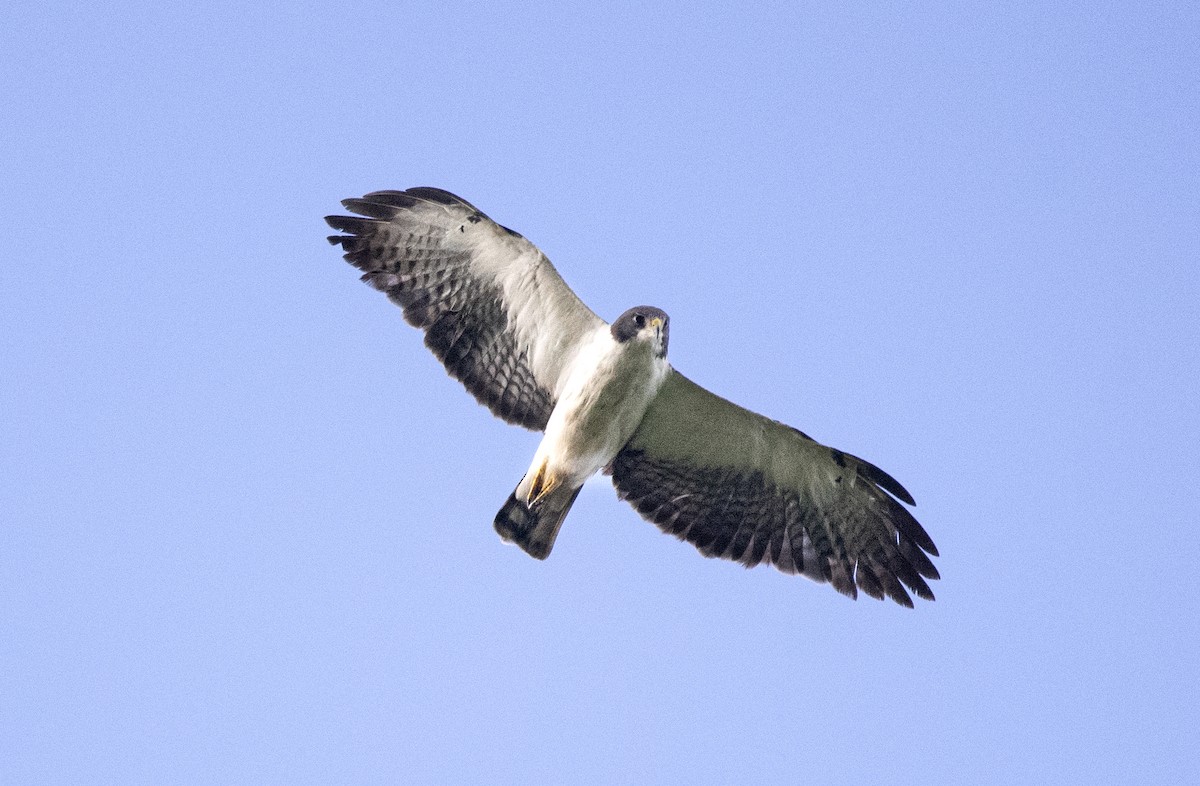 Short-tailed Hawk - Eduardo Vieira 17