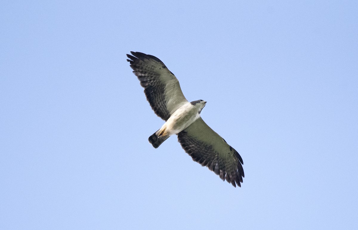 Short-tailed Hawk - Eduardo Vieira 17