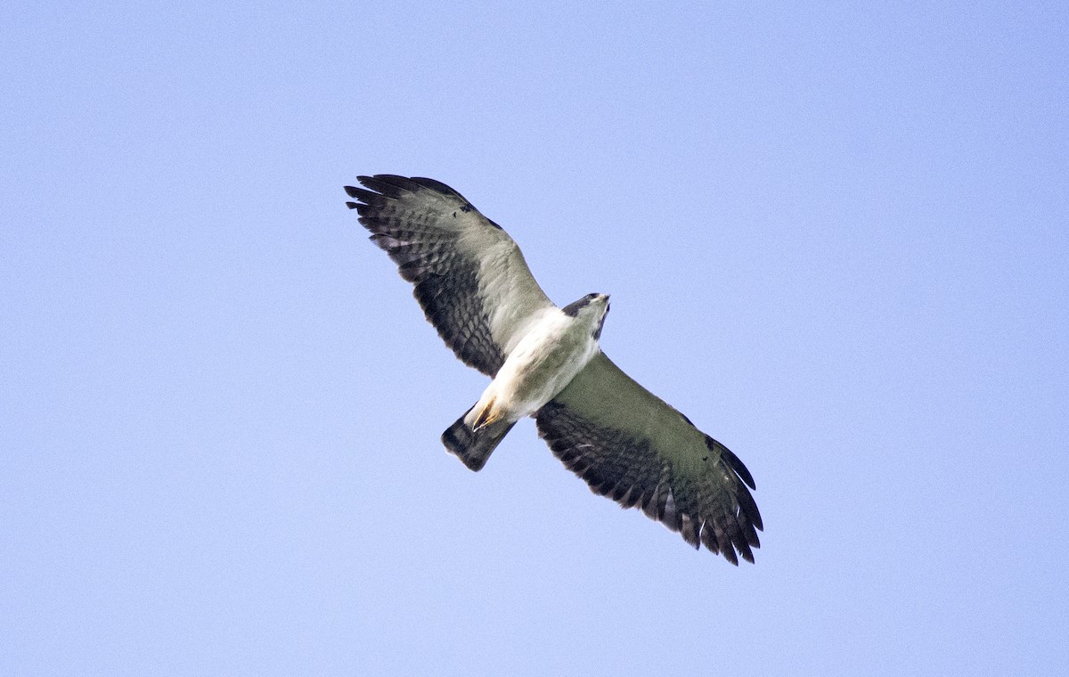 Short-tailed Hawk - Eduardo Vieira 17