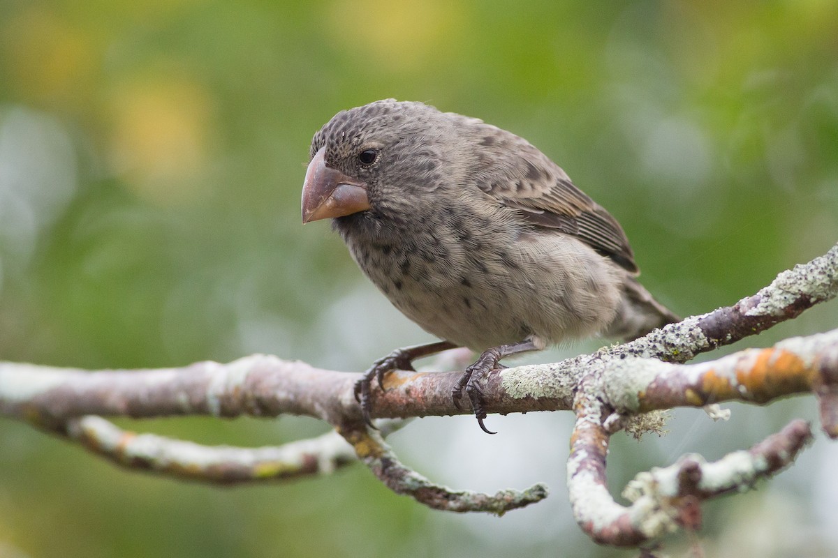 Large Ground-Finch - ML52525081