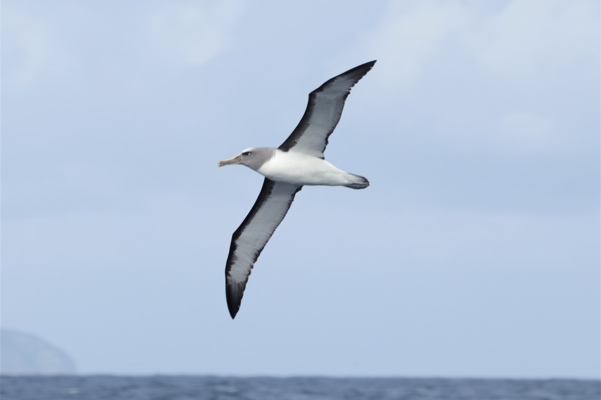 Albatros de Buller - ML525251171