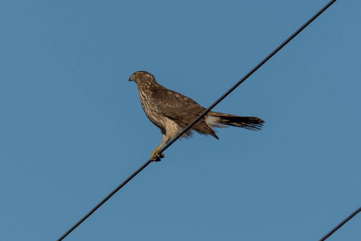 Cooper's Hawk - ML525252631