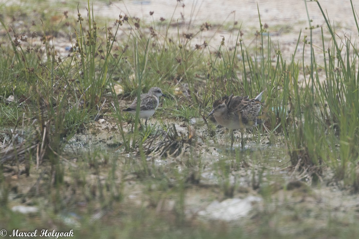 Rotkehl-Strandläufer - ML525252741