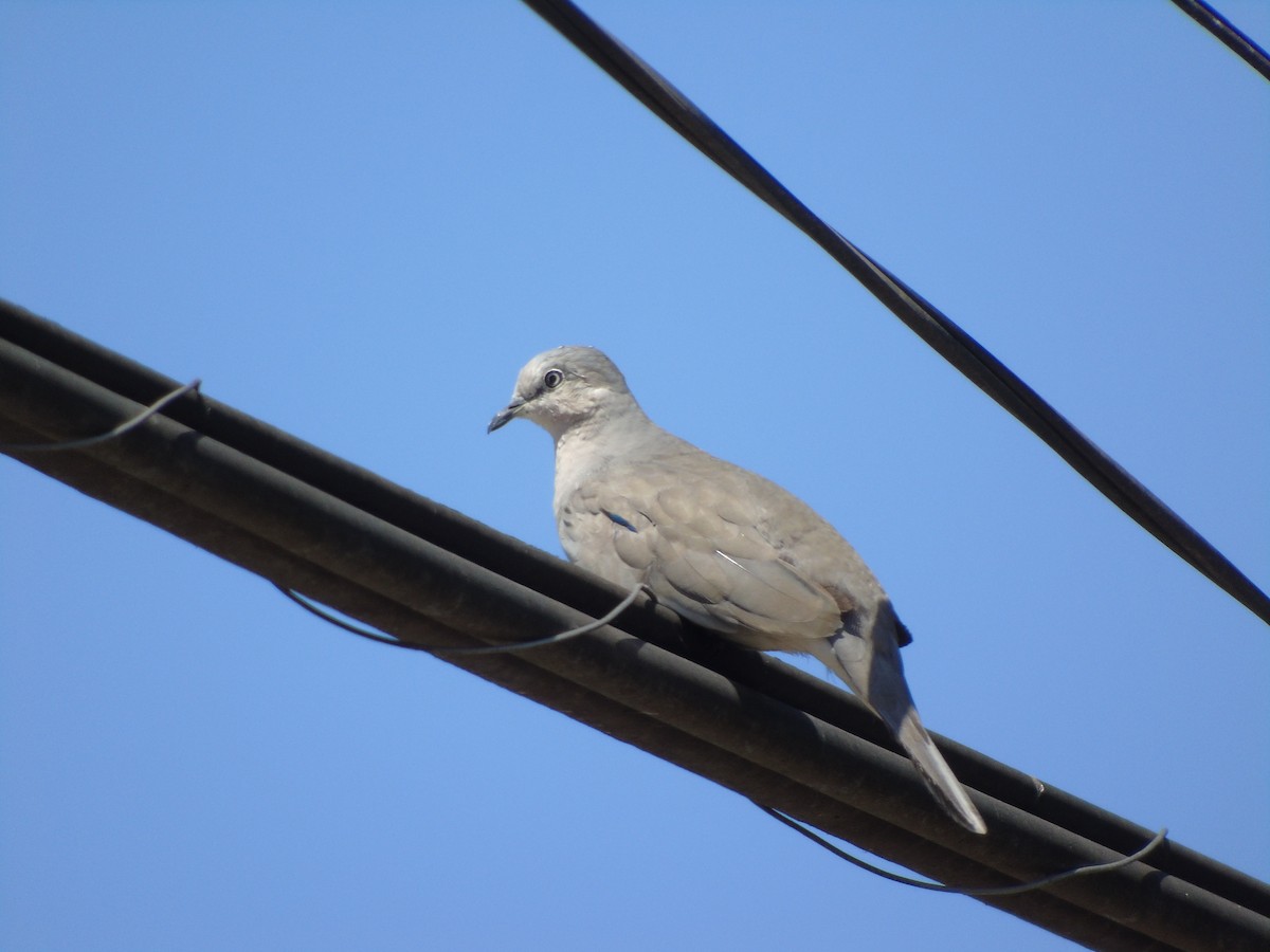 Picui Ground Dove - Romina Tapia Monsalve