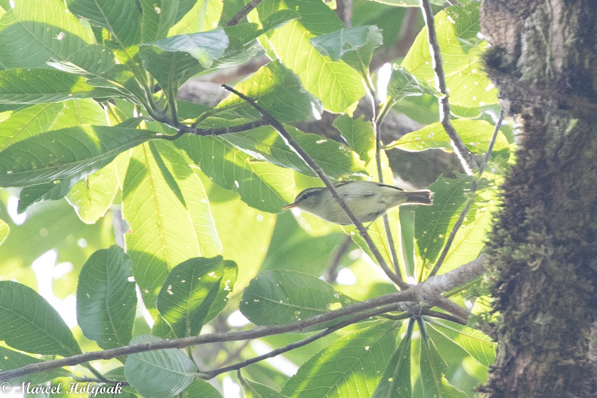 Island Leaf Warbler - ML525253271