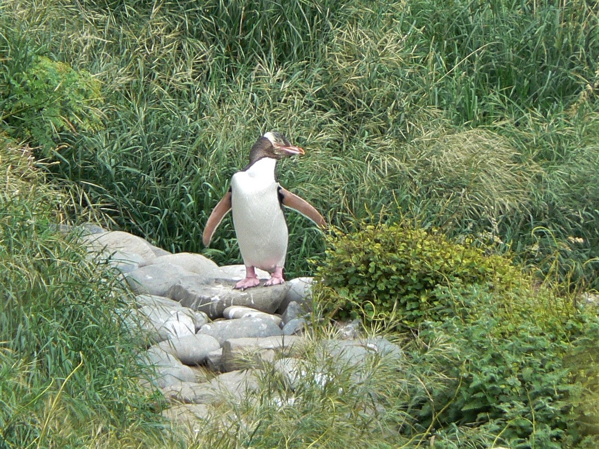 Yellow-eyed Penguin - ML525253301