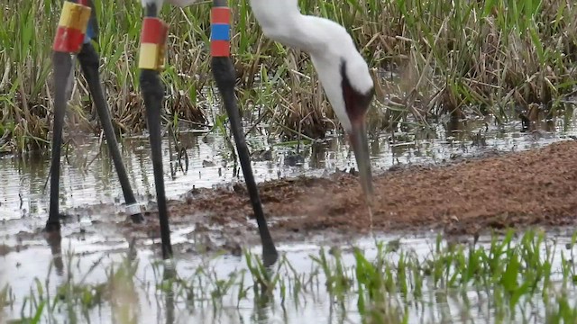 Whooping Crane - ML525253441