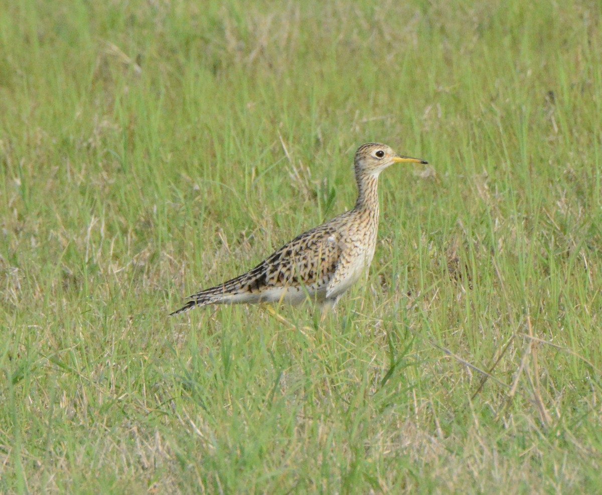 Upland Sandpiper - ML52525421